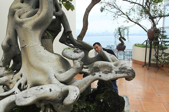 Cây bồ đề có bộ rễ ảo diệu, có tiền thiếu duyên cũng không mua được